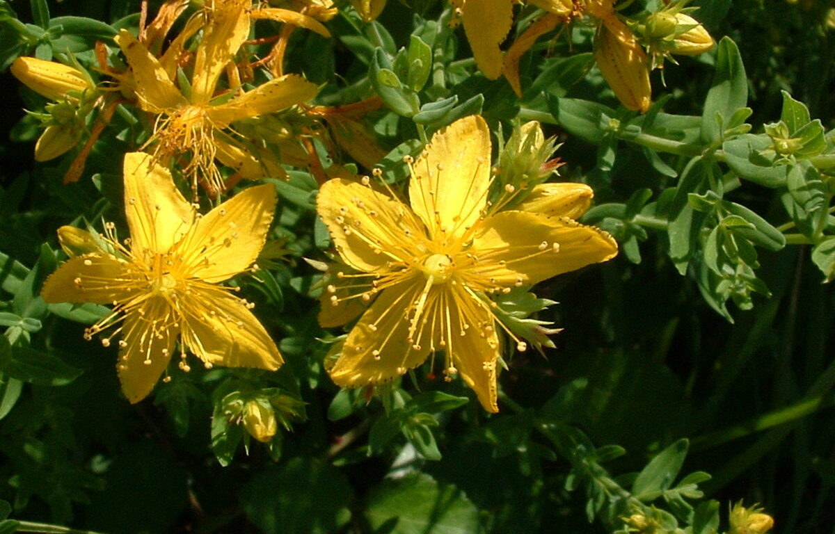Le Millepertuis : une plante naturelle pour retrouver le moral.